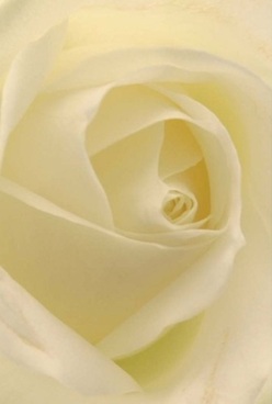 Captured in this intimate Bankside arrangement, an elegant rose unfurls its creamy ivory petals, each one curling perfectly towards the centre with an almost meditative grace. Velvet to the touch and nearly translucent at the edges, these petals possess a gentle luminosity, their soft cream and pale yellow tints enhanced by natural light streaming from a riverside atelier. The overall effect-a harmonious layering and depth-makes you want to linger, imagining the soothing caress of each fold under gentle hands. The lighting is exquisitely balanced, neither harsh nor flat, casting a tender radiance that fills the room with calm and hope-reminiscent of the early hours along Bankside's scenic paths or a quiet afternoon at Shakespeare's Globe. The understated fragrance, subtle yet unmistakable, seems to whisper through every swirl of petal, filling the air with an air of comfort and timelessness. As a local florist, I see this rose as the purest form of grace, whether it's nestled in a sympathy bouquet, delivered to a friend who needs solace after a stroll through Southwark Park, or used to mark a hopeful new beginning. The artistry behind this composition, arranged by Bankside Flowers, honours every occasion with sensitivity and genuine care.